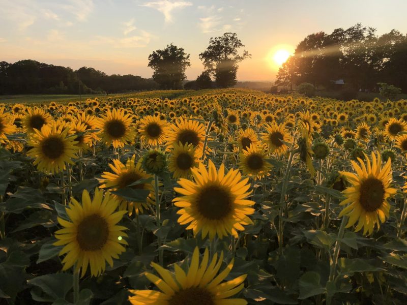 Your Summer 2024 Update on Sunflower Fields for Photos and Picking Near ...