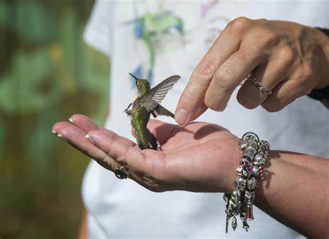 Hummingbird Festival